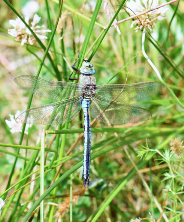 Dragonfly