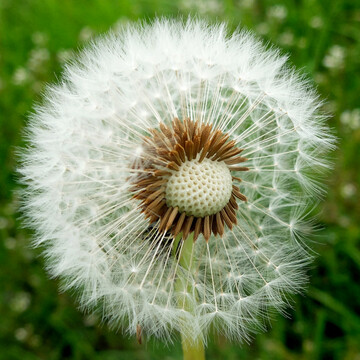 Dandfelion Seed Head