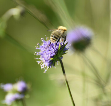 Bee on Devils Bit Scabious Wildflower