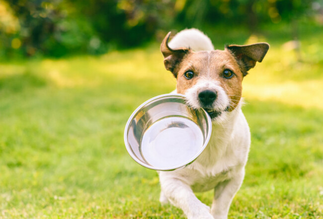 hungryorthirstydogfetchesmetalbowltogetfeed