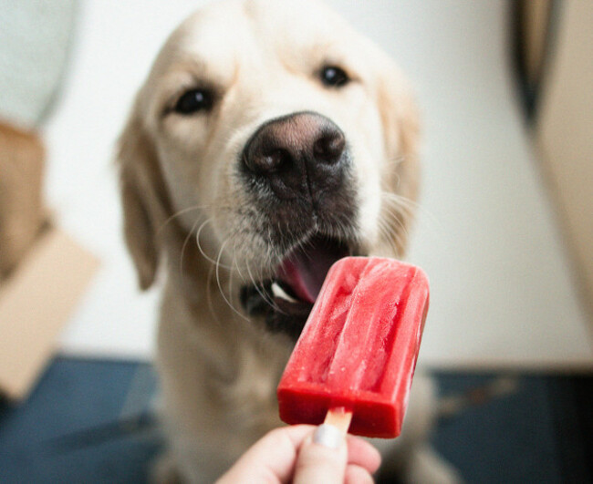 goldenretrieverwithhomemadeicecream-triestoeat