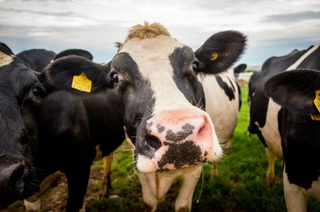 cowfacelookingstraighton