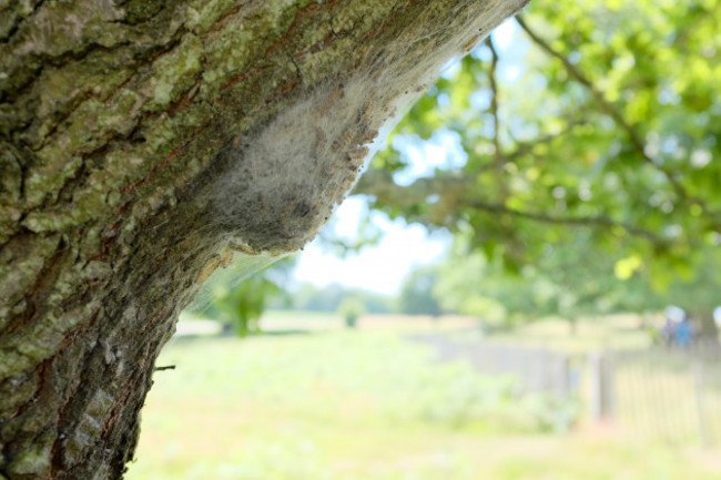 oak-processionary-moth-thaumetopoea-processionea-larvae-in-their-silky-nest-in-richmond-park-london-uk