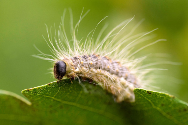 oak-processionary-moth-thaumetopoea-processionea-netherlands