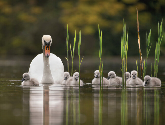 Eye On Nature 1 - Petrica Bratila &ndash; Mute Swan - Dublin (Cygnus olor)