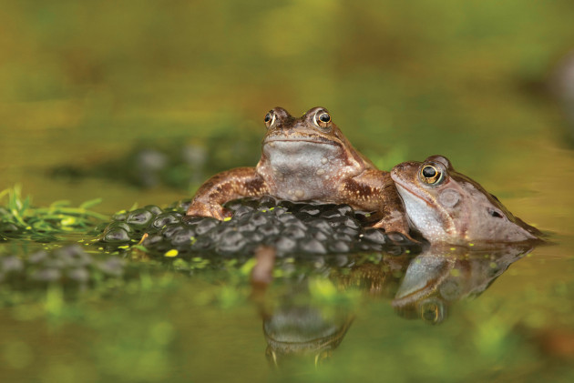 Eye On Nature 2 - Edward Delaney – Common Frog - Wexford (Loscán, Rana Temporaria)