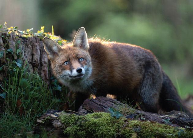 Eye On Nature 4 - Tristan Bane- Red Fox - Antrim (Sionnach, Vulpes vulpes)