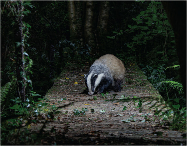 Eye On Nature 5 - Karl Graef- Badger Co Clare (Broc, Meles meles)