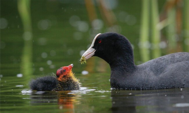 Eye On Nature 6  Paul Campbell- Coot - Dublin (Fulica atra)