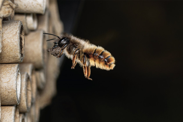 Eye On Nature 8 - Philip Greaves – Red Mason Bee – Clonmel, Tipperary (Osmia bicornis)