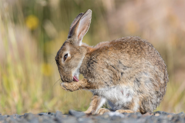 Eye On Nature 9 - Daniel Meehan – Rabbit, Co Limerick (Coínín Oryotolagus cuniculus)