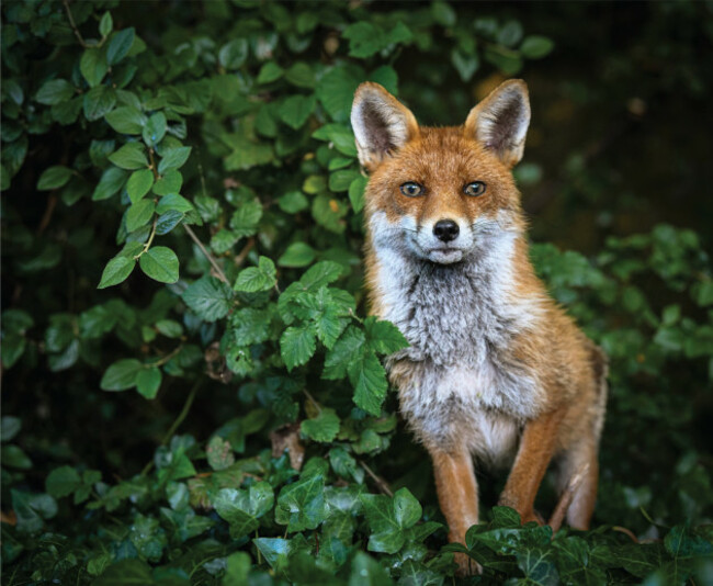 Eye On Nature 10 - Ashling Byrne &ndash; Fox, Rathfarnham, Dublin (Sionnach, Vulpes vulpes)