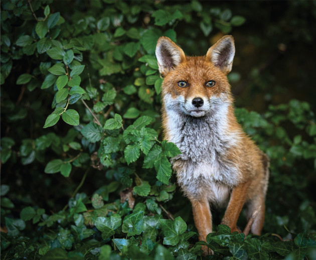 Eye On Nature 10 - Ashling Byrne – Fox, Rathfarnham, Dublin (Sionnach, Vulpes vulpes)
