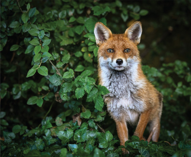 Eye On Nature 10 - Ashling Byrne – Fox, Rathfarnham, Dublin (Sionnach, Vulpes vulpes)