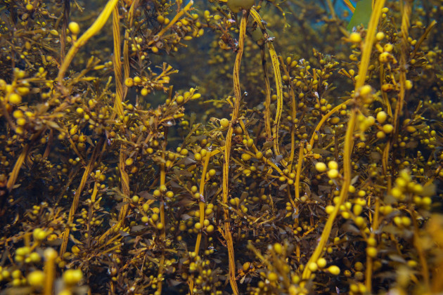 brown-alga-japanese-wireweed-sargassum-muticum-close-up-underwater-in-the-ocean-eastern-atlantic-spain