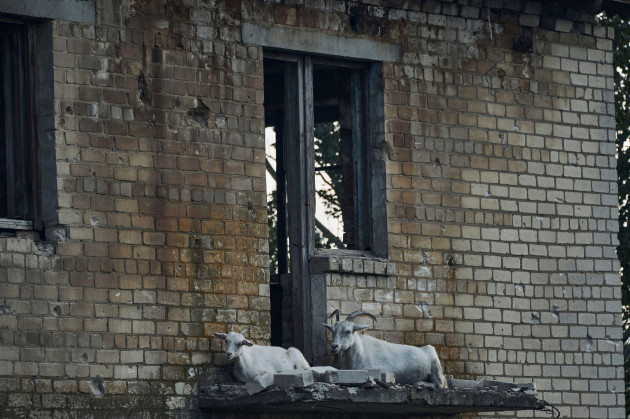ownerless-goats-lie-on-a-balcony-of-a-damaged-and-abandoned-house-on-the-frontline-in-the-zaporizhzhia-region-ukraine-sunday-july-2-2023-ap-photolibkos