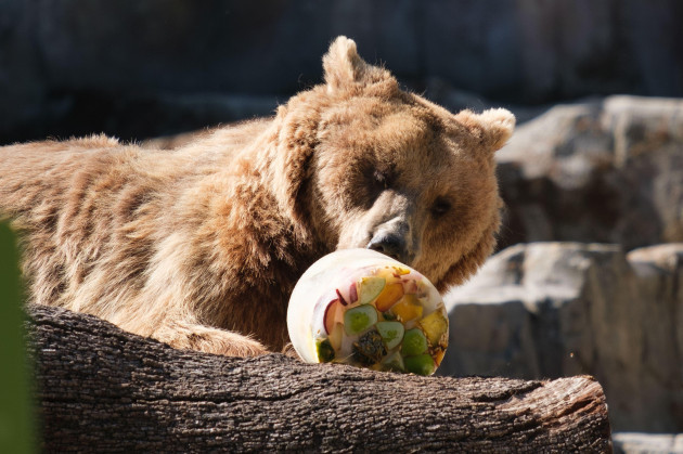 a-brown-bear-enjoys-an-ice-cream-of-different-fruits-to-combat-the-high-temperatures-of-a-heat-wave-at-the-zoo-aquarium-on-july-13-2023-in-madrid