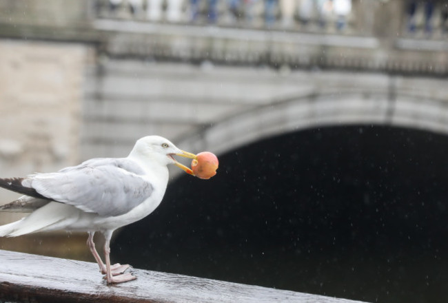 Dublin rain-10