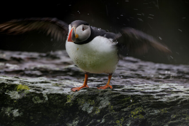 Skellig Puffin leaving Early4