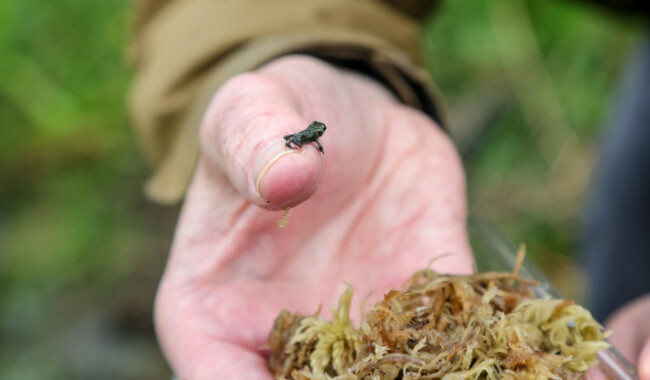 Natterjack Toadlets Release NPWS5