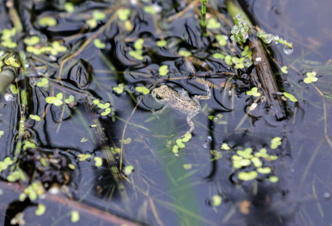 Natterjack Toadlets Release NPWS2