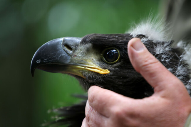 NPWS Eagle Release Lough Derg3