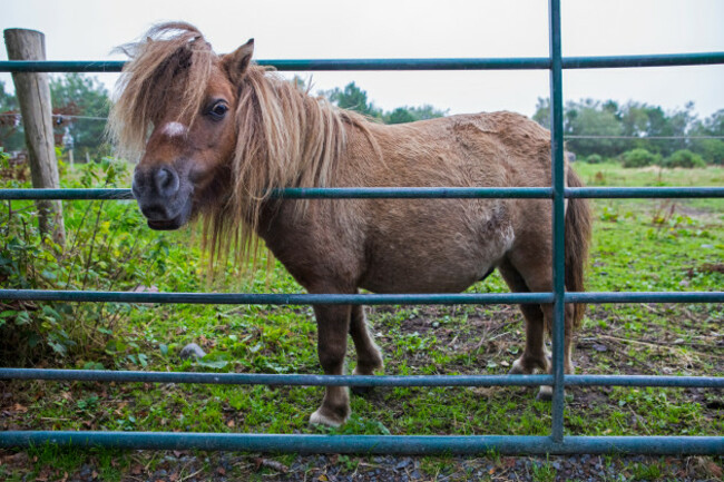akerrybogponyatthekerrybogvillagemuseum