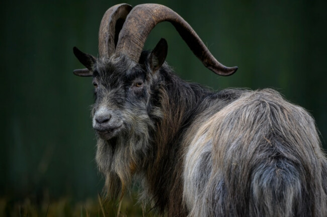 goatoldirishgoatbakribheergoatold