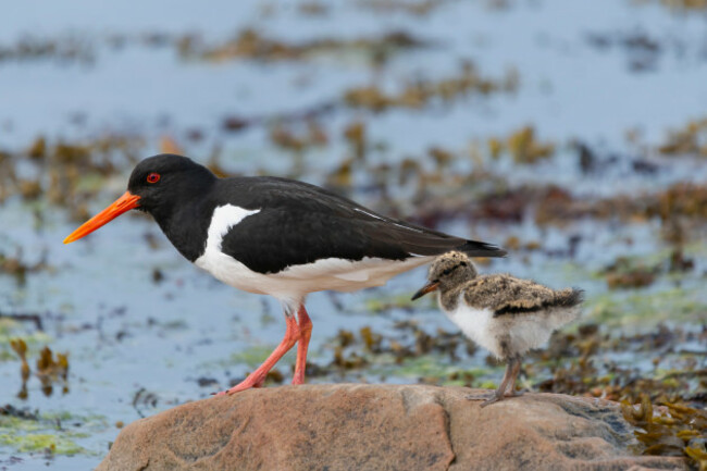 eurasianoystercatchercommonpiedoystercatcherpalaearcticoystercatcher-haematopusostralegus