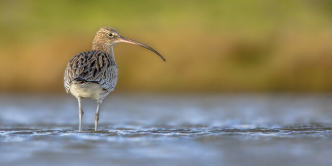 eurasiancurleworcommoncurlewnumeniusarquatastiltbirdwading