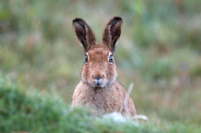 anirishmountainharewestofireland