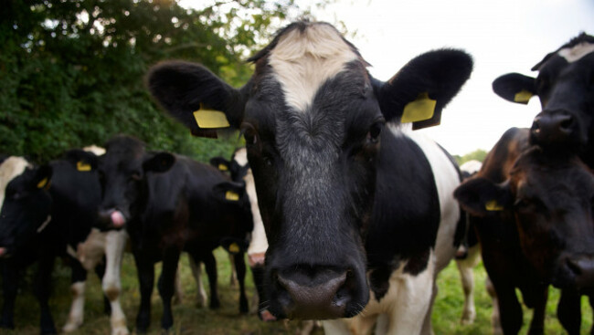 dairy-herd