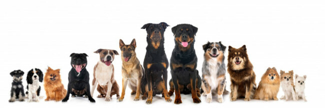 groupofdogsinfrontofwhitebackground