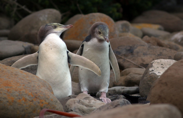 yellow-eyed-penguin-babies-curio-bay-new-zealand