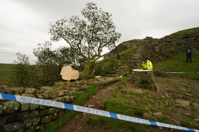 felled tree