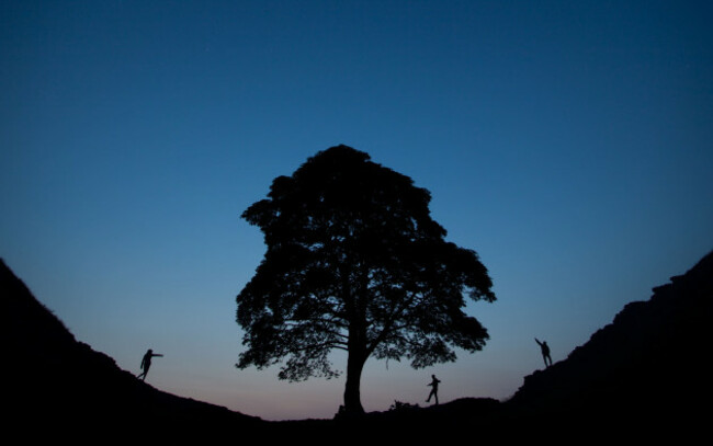 hadrian tree