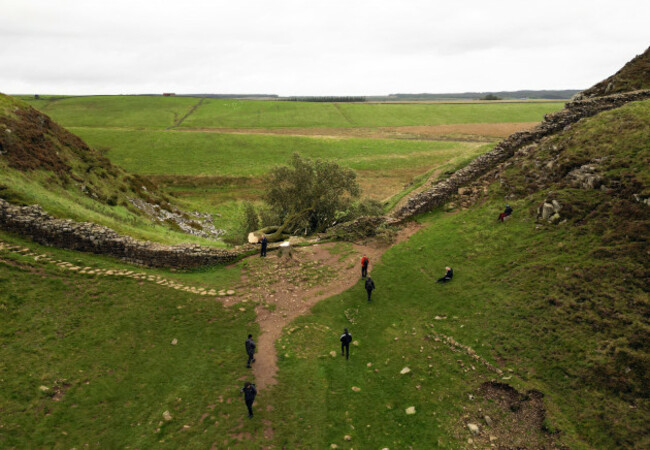 hadrian tree felled