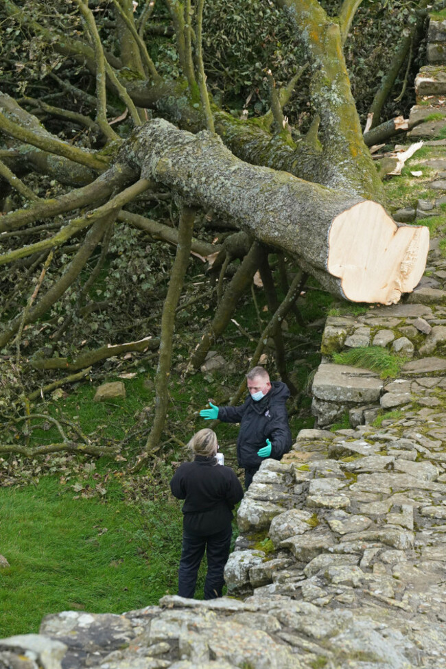 tree police 1