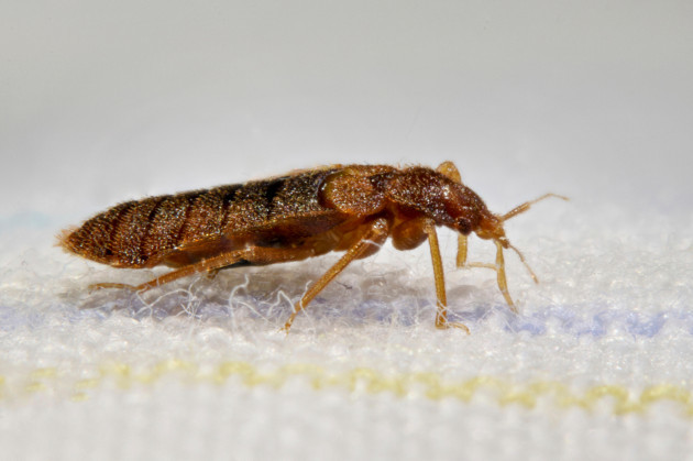 bedbug-common-bedbug-wall-louse-cimex-lectularius-in-bed