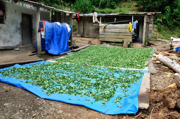 coca-leaves-drying-during-cocaine-production-yungas-bolivia-south-america