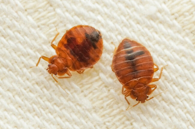 parasiticbedbugsonthecloth