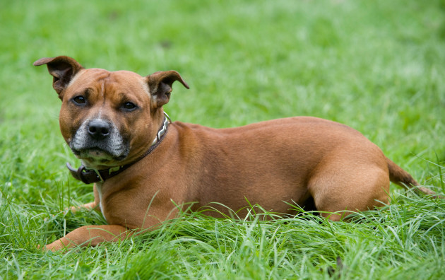 staffordshire-bull-terrier-dog-uk