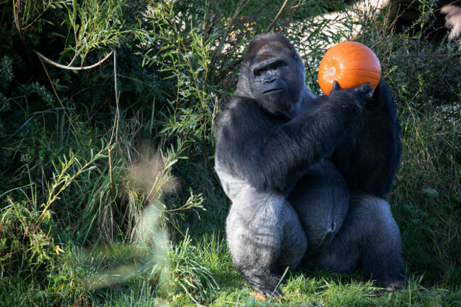 REPRO_FREE_DUBLIN_ZOO_GORILLA_01