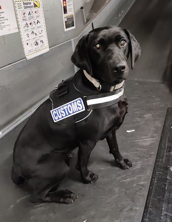 Maggie Detector Dog Dublin Airport seizure