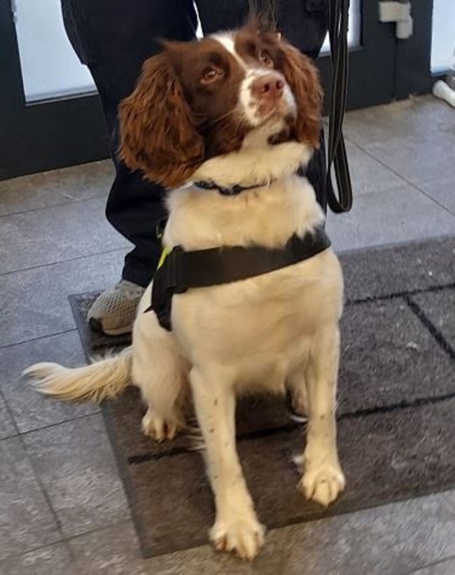 Photo 5 Detector Dog Waffle Dublin Port &euro;4.2 million seizure 03.11.2023