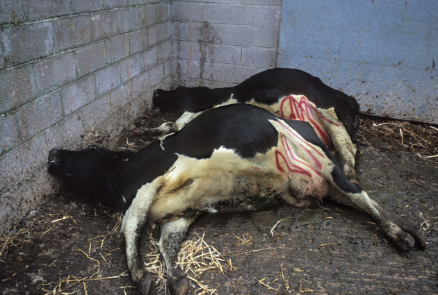 cows-slaughtered-on-farm-in-gloucestershire-england-due-to-suspected-case-of-bovine-spongiform-encephalopathy-bse-image-shot-1998-exact-date-unknown
