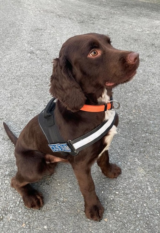 Photo 3 Detector Dog Toby