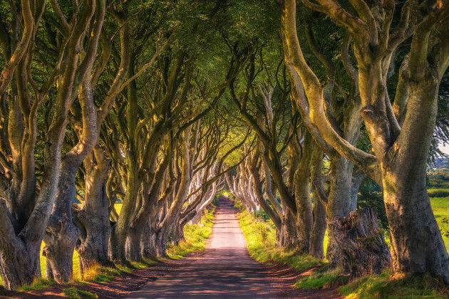 the-dark-hedges-in-northern-ireland-at-sunset