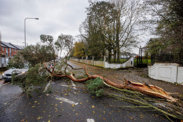 a-fallen-tree-on-the-dublin-road-in-dundalk-co-louth-heavy-winds-and-fallen-trees-have-been-reported-across-the-country-as-local-authorities-begin-to-assess-the-damage-as-storm-debi-sweeps-across-th