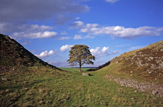 sycamore-tree-acer-pseudoplatanus-at-sycamore-gap-hadrians-wall-northumberland-england-image-shot-102010-exact-date-unknown